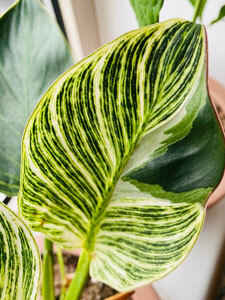 Close up of plant leaf.