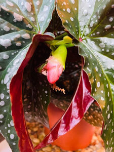 Close up of a plant bud.