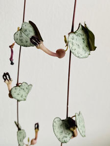 Ceropegia woodii, also known as the “string of hearts”. 