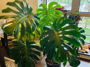 Monstera deliciosa (aka Swiss cheese plant).