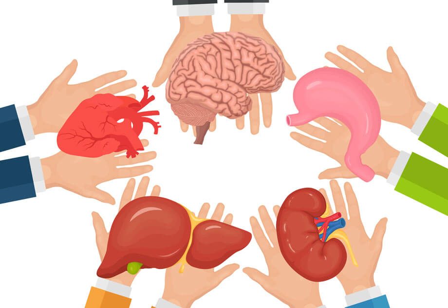 Vector image of doctors hands hold donor kidney, heart, liver, stomach, brain for transplantation.