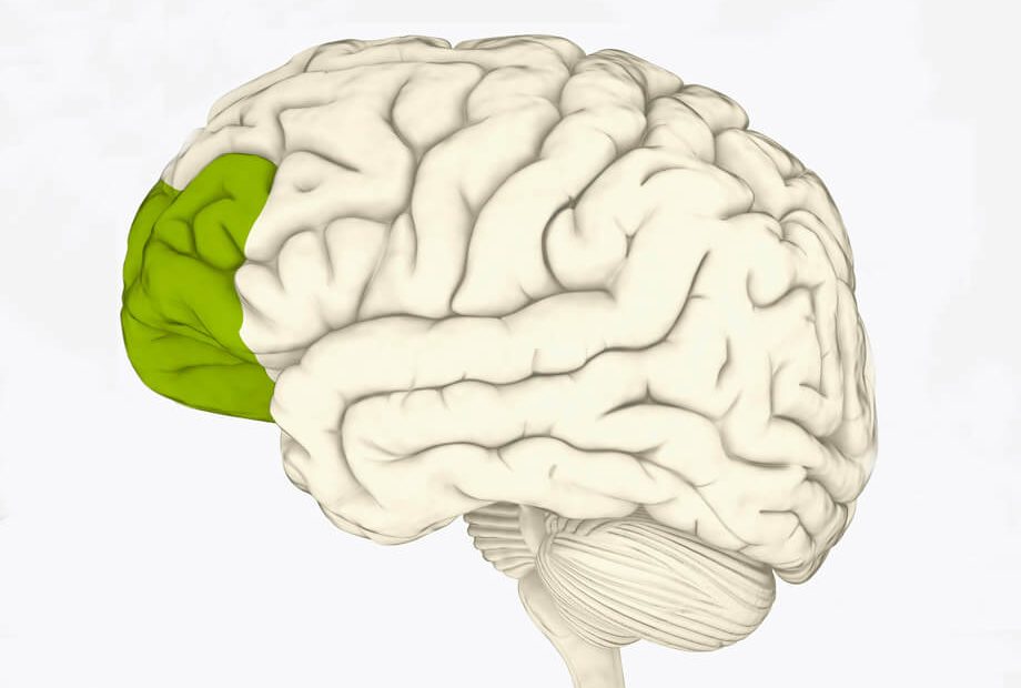 Digital illustration of prefrontal cortex of human brain highlighted in green