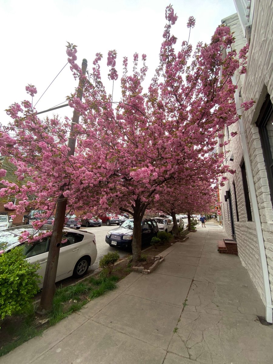 Cherry blossoms lining the streets in Butcher’s Hill — a neighborhood only a few minutes from the East Baltimore medical campus.