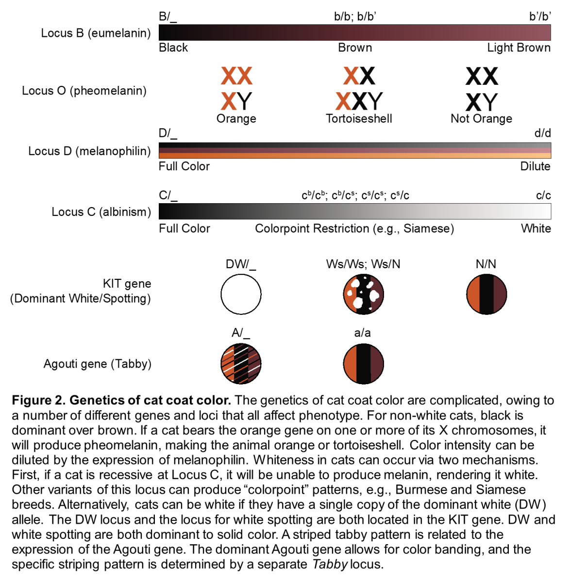 Figure 2. Genetics of cat coat color. The genetics of cat coat color are complicated, owing to a number of different genes and loci that all affect phenotype. For non-white cats, black is dominant over brown. If a cat bears the orange gene on one or more of its X chromosomes, it will produce pheomelanin, making the animal orange or tortoiseshell. Color intensity can be diluted by the expression of melanophilin. Whiteness in cats can occur via two mechanisms. First, if a cat is recessive at Locus C, it will be unable to produce melanin, rendering it white. Other variants of this locus can produce “colorpoint” patterns, e.g., Burmese and Siamese breeds. Alternatively, cats can be white if they have a single copy of the dominant white (DW) allele. The DW locus and the locus for white spotting are both located in the KIT gene. DW and white spotting are both dominant to solid color. A striped tabby pattern is related to the expression of the Agouti gene. The dominant Agouti gene allows for color banding, and the specific striping pattern is determined by a separate Tabby locus.
