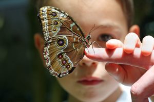 7 year old boy, looking at a live butterfly that sits on his father's finger.