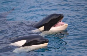 Closeup of two killer whales (Orcinus orca) opening mouth in blue water