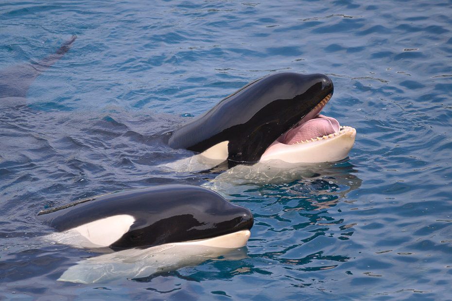 Closeup of two killer whales (Orcinus orca) opening mouth in blue water