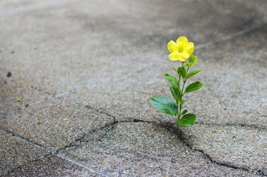 Yellow flower grows out of crack in concrete.