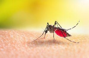 Mosquito biting an arm