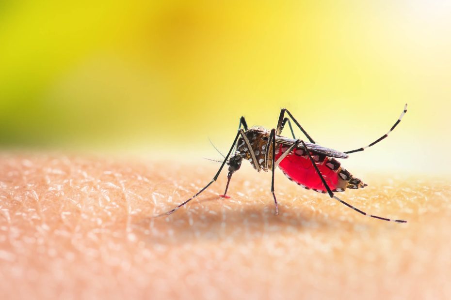 Mosquito biting an arm