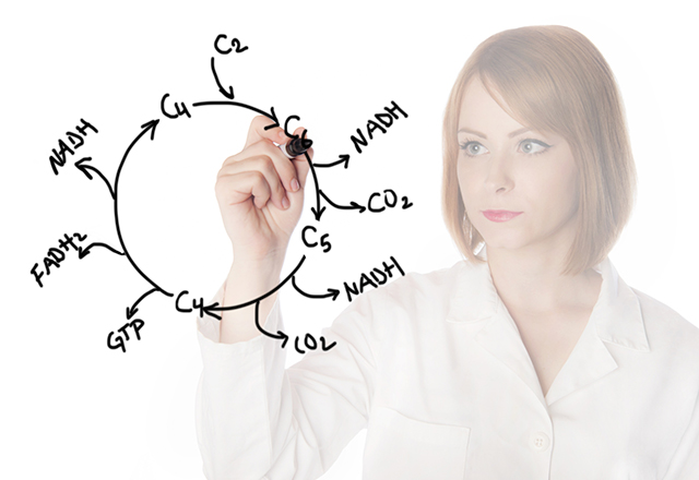 scientist writing Krebs cycle