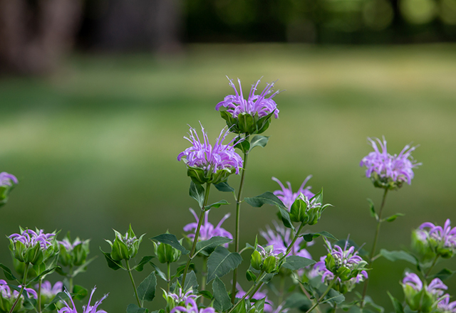 This image shows a macro texture background view of purple monarda fistulosa (wild bergamot) flower blossoms in an outdoor butterfly garden. Also called bee balm.