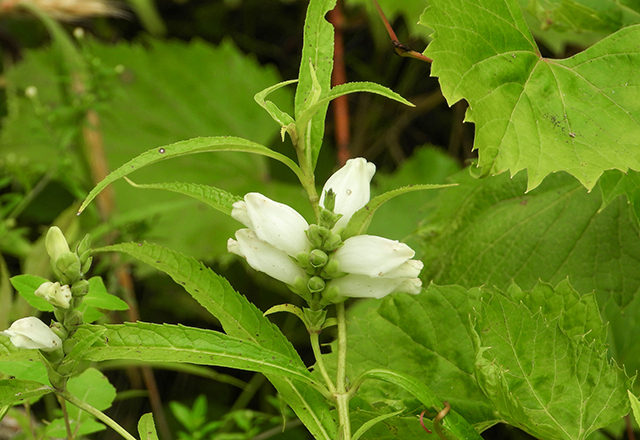 Chelone glabra (White Turtlehead) Native North American Wetland Wildflower