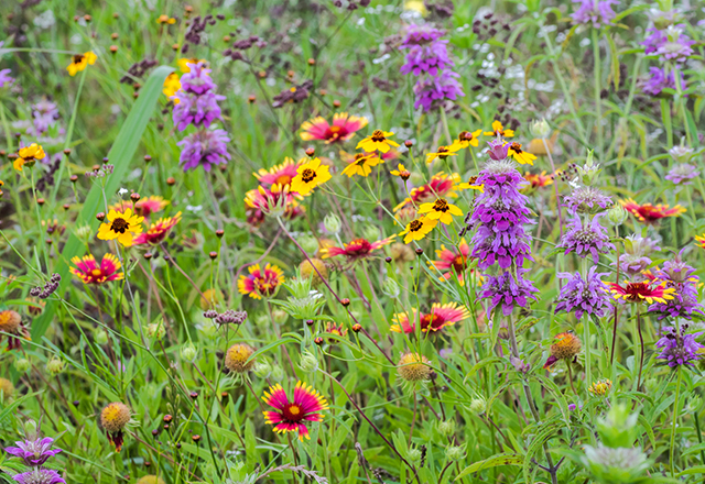 Wildflowers bursting with blooms everywhere during the spring season in Texas