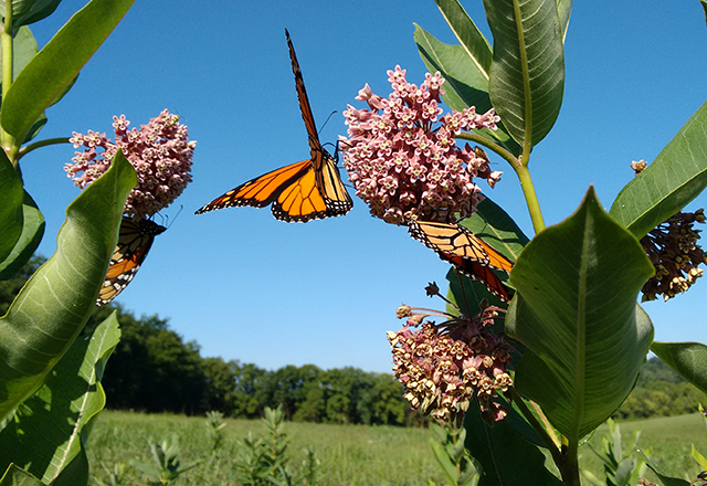 milkweed and monarch butterflies of summertime