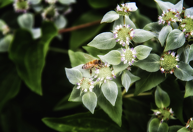 Honey bee retriving pollen and nectar from Mountain mint.