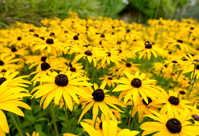 Yellow autumn daisy flowers blossoming in late summer and autumn.