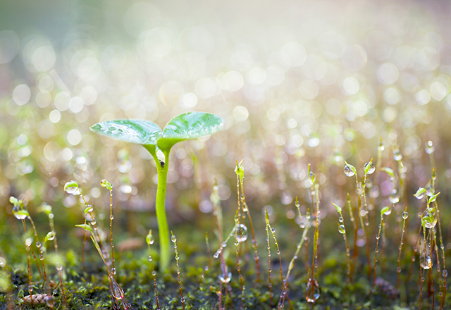 Sprouts on green moss