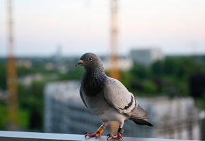 Racing pigeon with iridescent feathers looking toward camera on apartment balcony, curious homing bird portrait with blurred city construction and trees behind