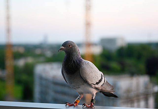 Racing pigeon with iridescent feathers looking toward camera on apartment balcony, curious homing bird portrait with blurred city construction and trees behind